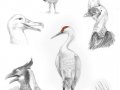 Animal_Anatom_sketches___3_by_shadow_wolf.jpg
